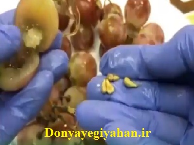 آموزش روش کاشت انگور قرمز از طریق دانه
