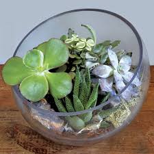 آموزش ساخت تراریوم های کوچک