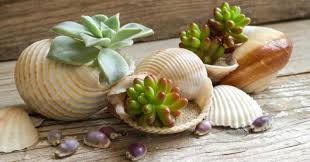 آموزش مدل تراریوم فانتزی