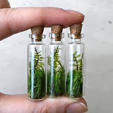 آموزش مدل تراریوم کوچک آموزش مدل تراریوم کوچک