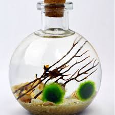 آموزش مدل تراریوم کوچک آموزش مدل تراریوم کوچک