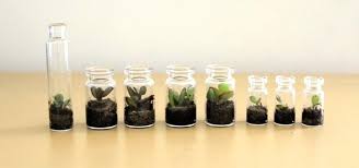 آموزش مدل تراریوم شیک کوچولو