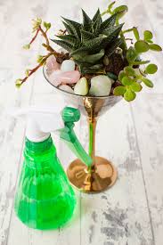 آموزش ساخت تراریوم با لیوان نوشیدنی