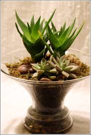 آموزش ساخت تراریوم با لیوان نوشیدنی