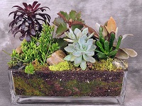 آموزش تهیه خاک کاکتوس و ساکولنت در خانه