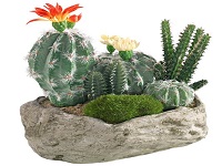 آموزش تهیه خاک کاکتوس و ساکولنت در خانه