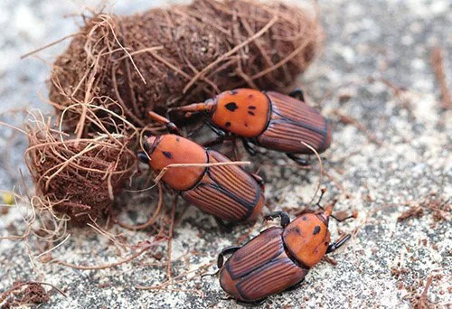 سوسک سرخرطومی | راهکارهای نوین کنترل آفت