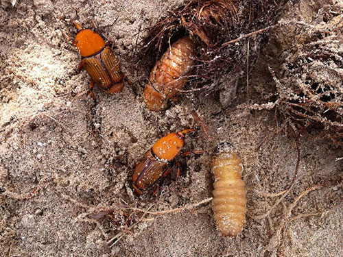 سوسک سرخرطومی | راهکارهای نوین کنترل آفت سوسک سرخرطومی | راهکارهای نوین کنترل آفت