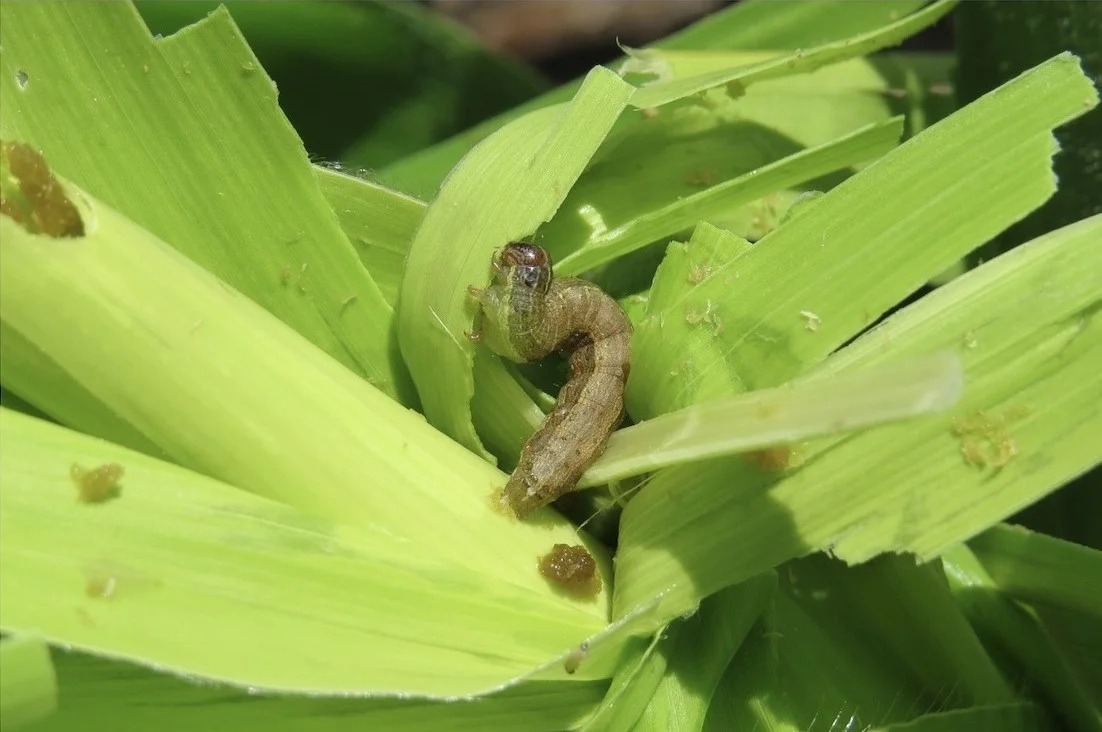 چطور بدون سموم شیمیایی کرم برگخوار را شکست دهیم؟